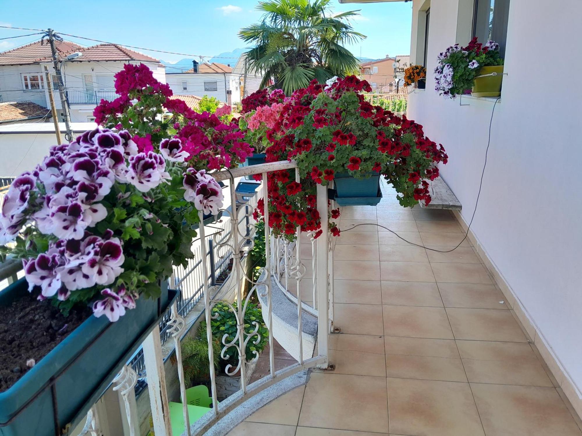 Blissful Hostel Shkodër Extérieur photo